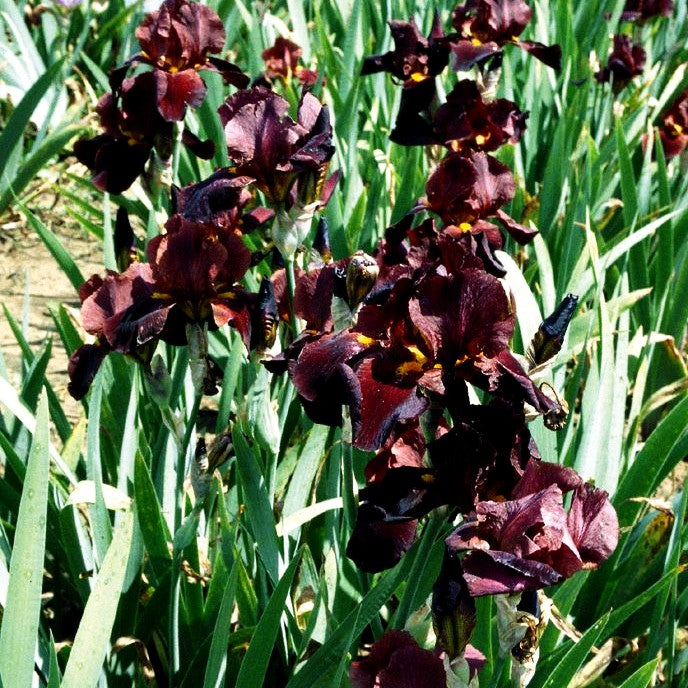 Hohe Bart-Schwertlilie 'Caliente' (Iris x barb.-elat.)