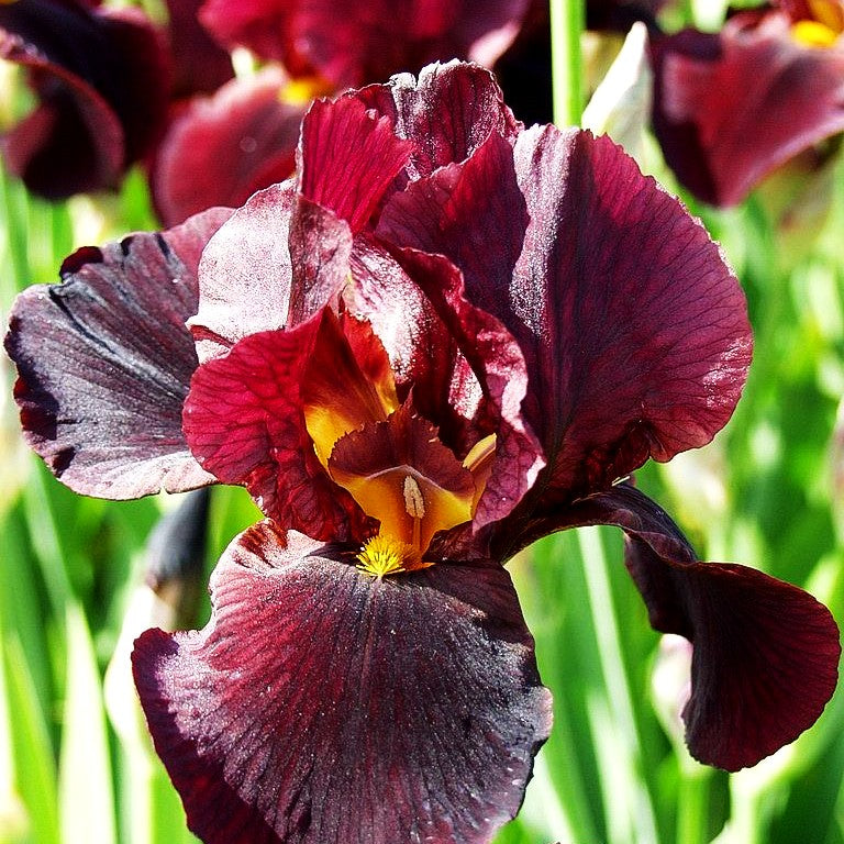 Hohe Bart-Schwertlilie 'Caliente' (Iris x barb.-elat.)