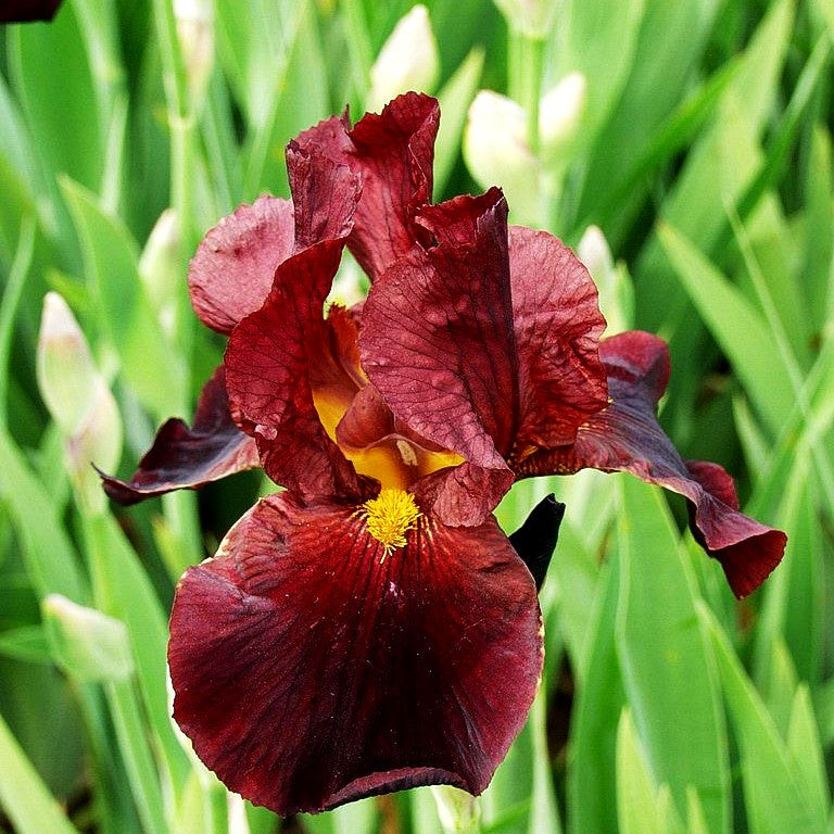 Hohe Bart-Schwertlilie 'Caliente' (Iris x barb.-elat.)