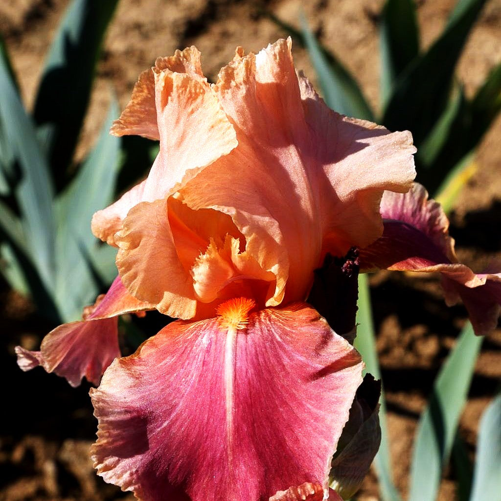 Hohe Bart-Schwertlilie 'Carnaby' (Iris x barb.-elat.)