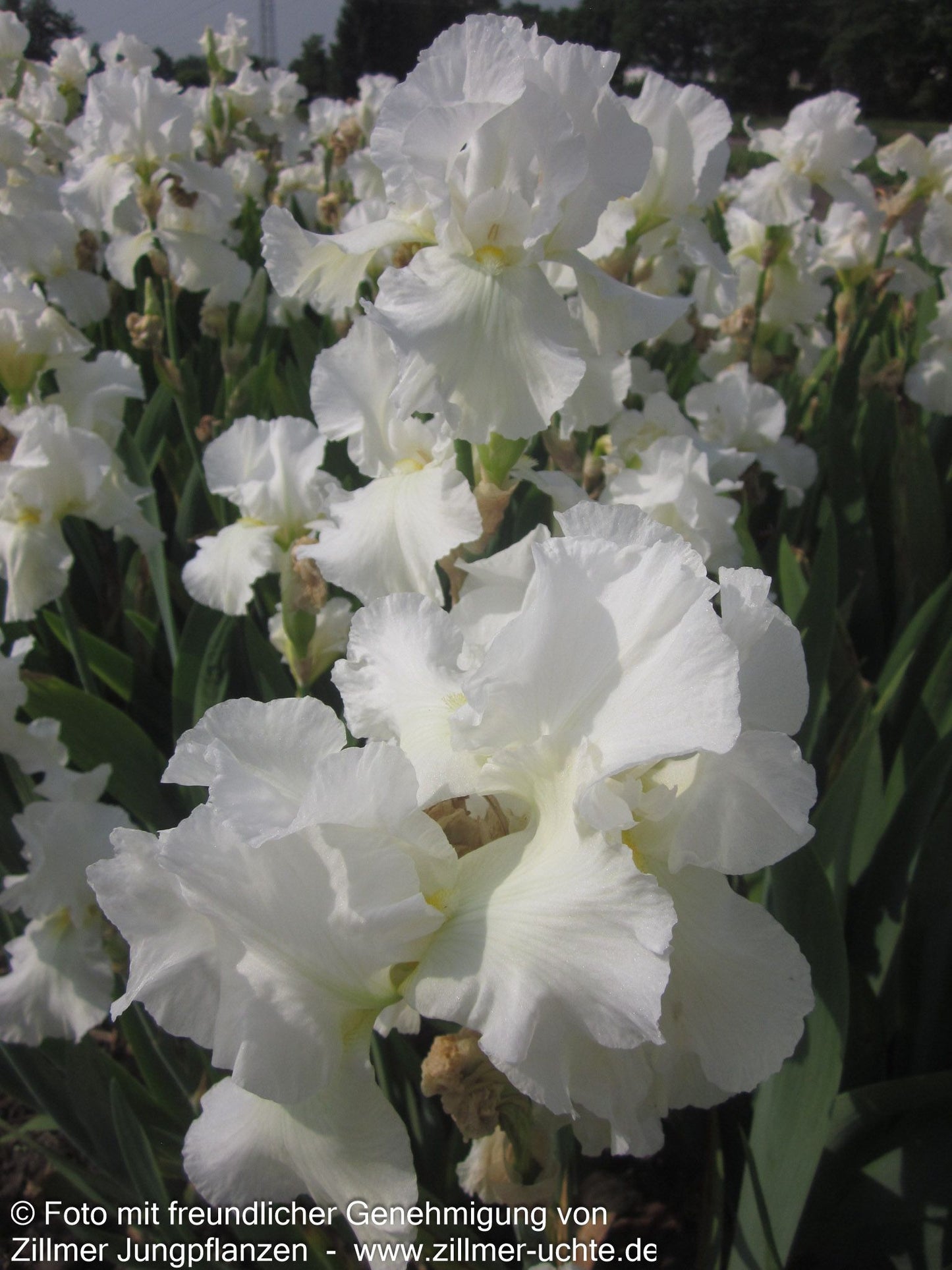Hohe Bart-Schwertlilie 'Cliffs of Dover' (Iris x barb.-elat.)