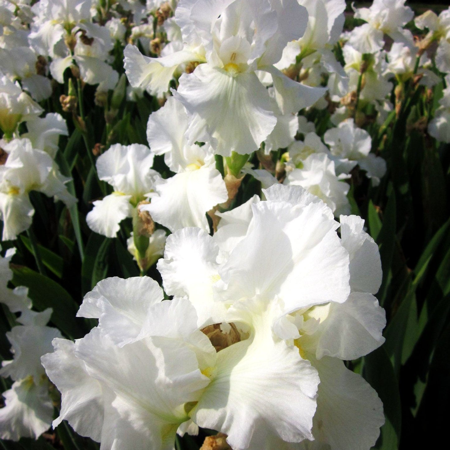 Hohe Bart-Schwertlilie 'Cliffs of Dover' (Iris x barb.-elat.)