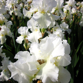 Hohe Bart-Schwertlilie 'Cliffs of Dover' (Iris x barb.-elat.)