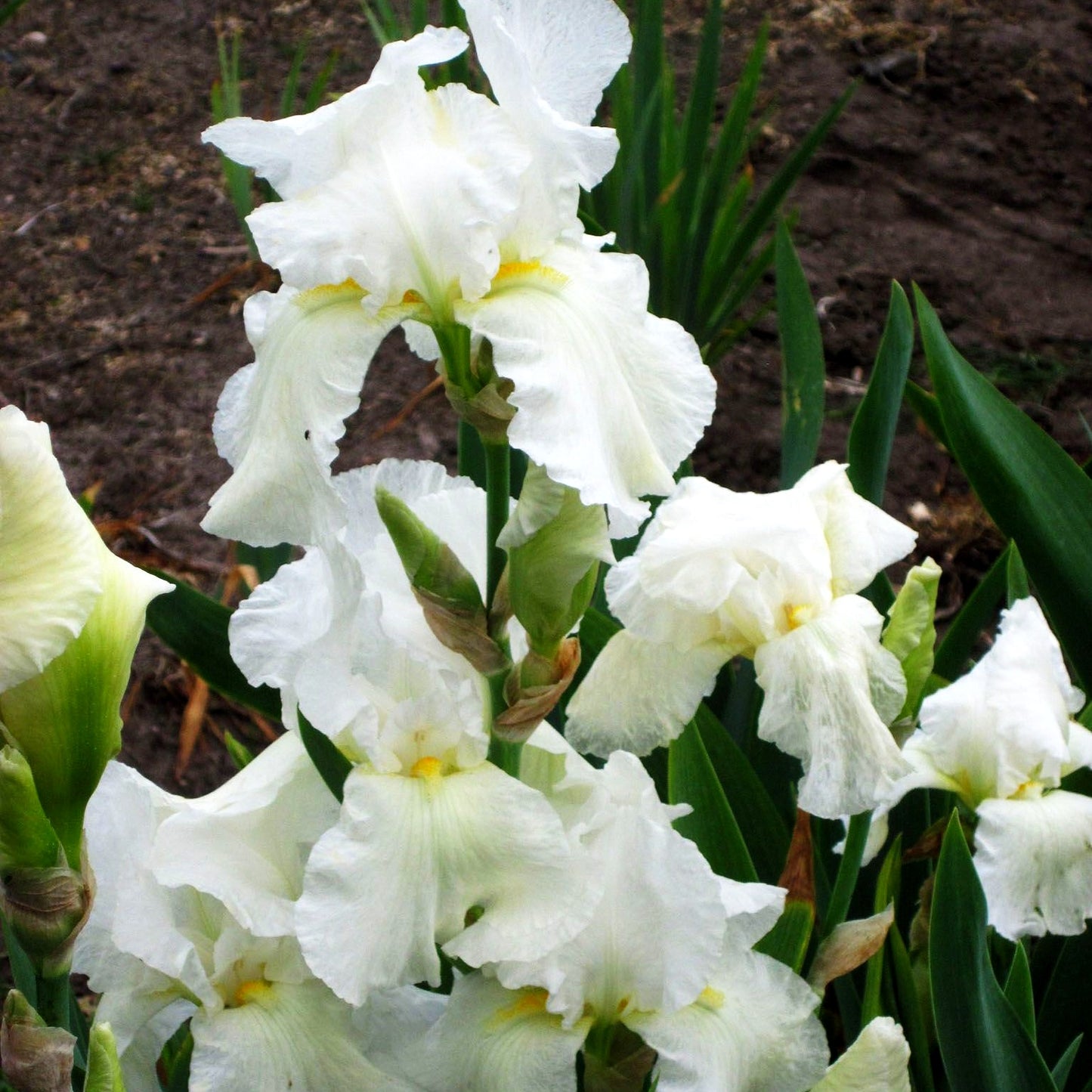 Hohe Bart-Schwertlilie 'Cliffs of Dover' (Iris x barb.-elat.)