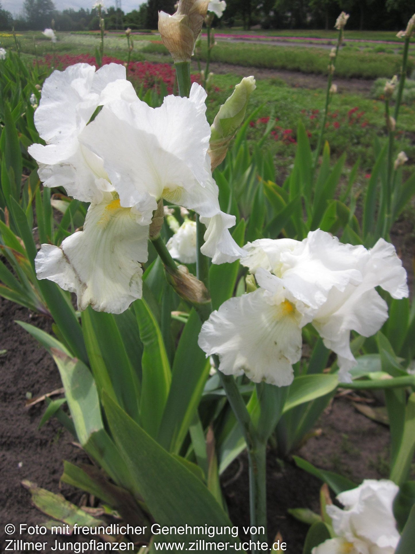 Hohe Bart-Schwertlilie 'Cliffs of Dover' (Iris x barb.-elat.)