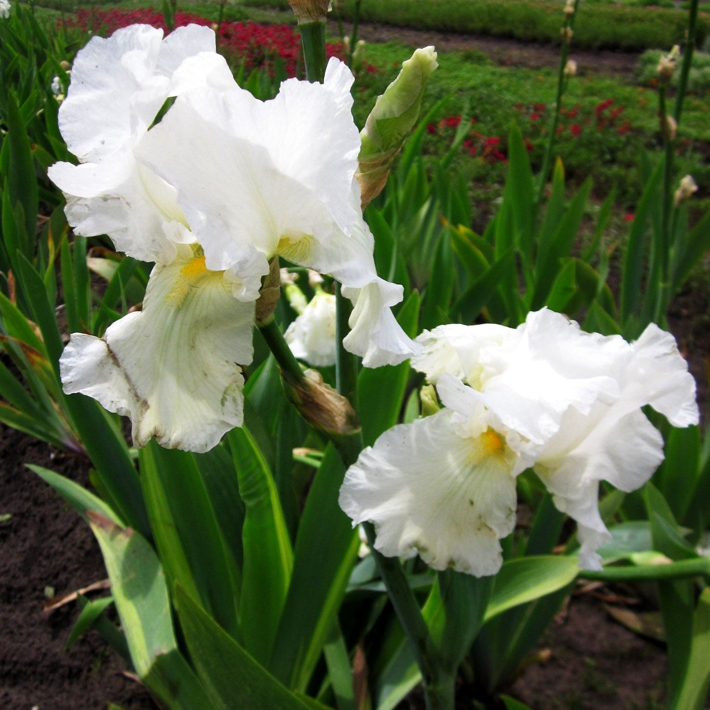 Hohe Bart-Schwertlilie 'Cliffs of Dover' (Iris x barb.-elat.)