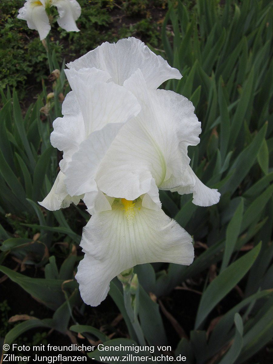 Hohe Bart-Schwertlilie 'Cliffs of Dover' (Iris x barb.-elat.)