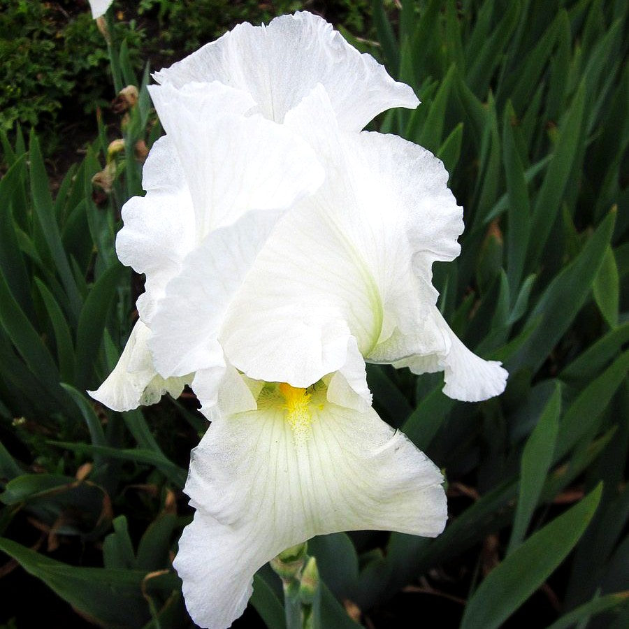 Hohe Bart-Schwertlilie 'Cliffs of Dover' (Iris x barb.-elat.)