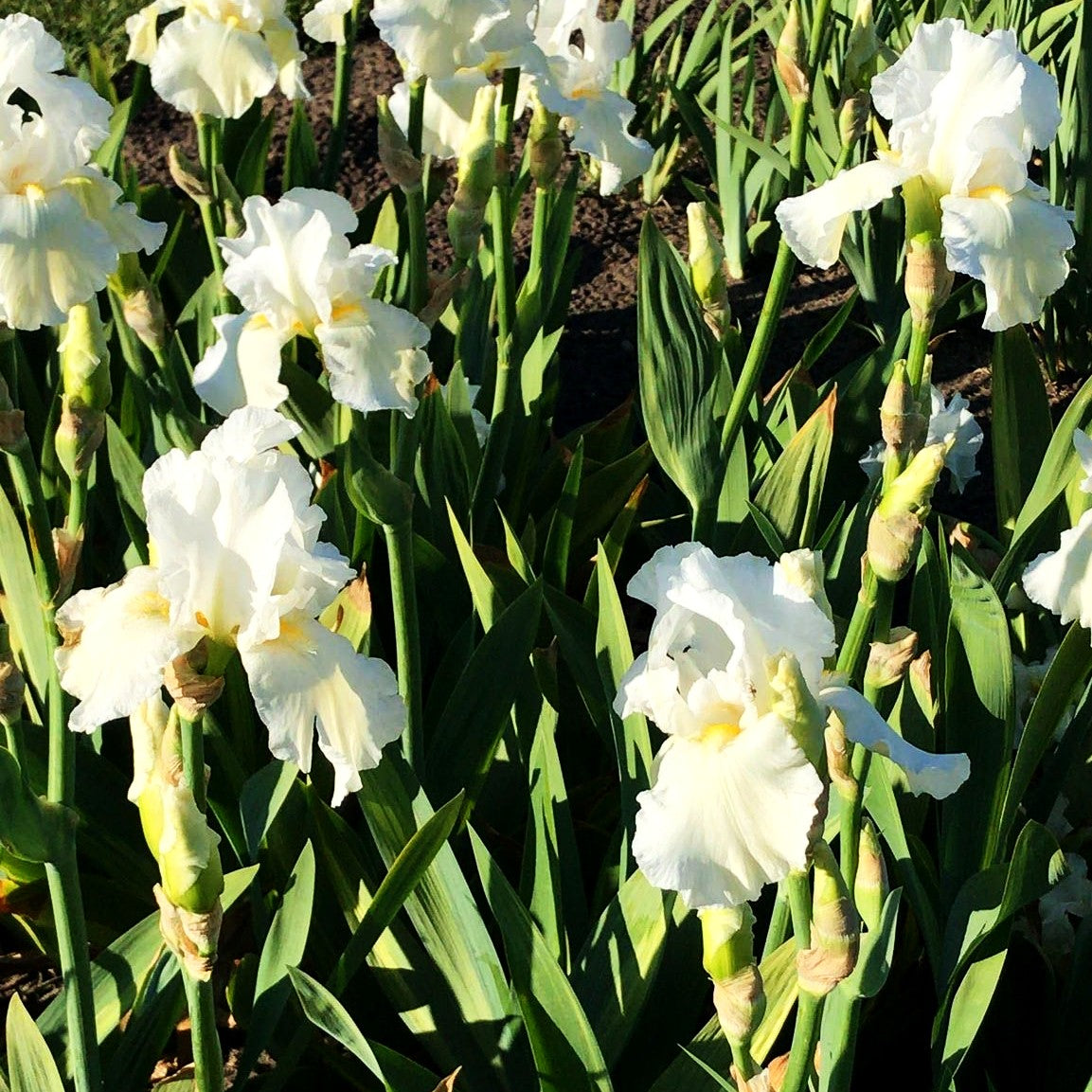 Hohe Bart-Schwertlilie 'Cliffs of Dover' (Iris x barb.-elat.)