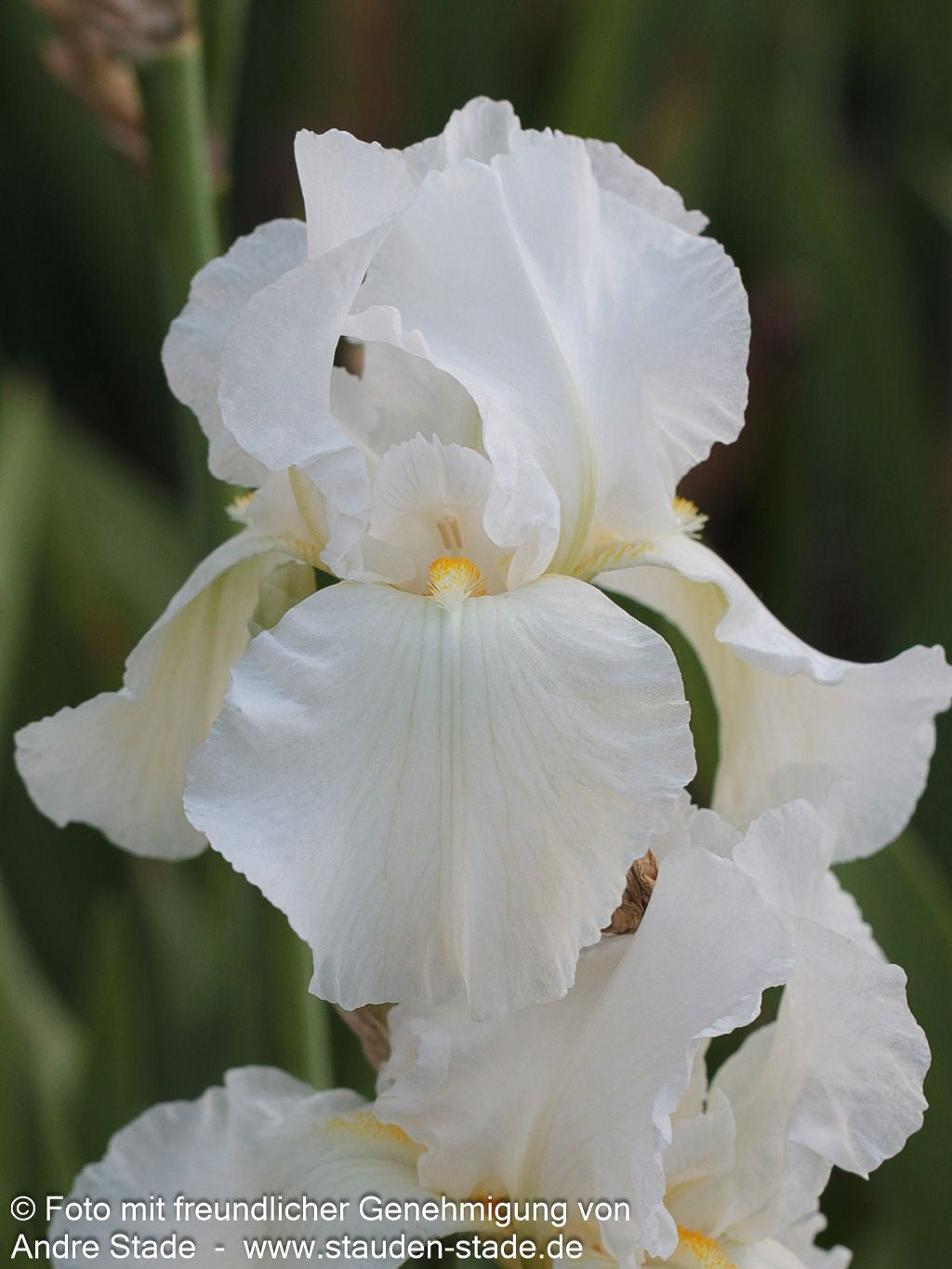 Hohe Bart-Schwertlilie 'Cliffs of Dover' (Iris x barb.-elat.)