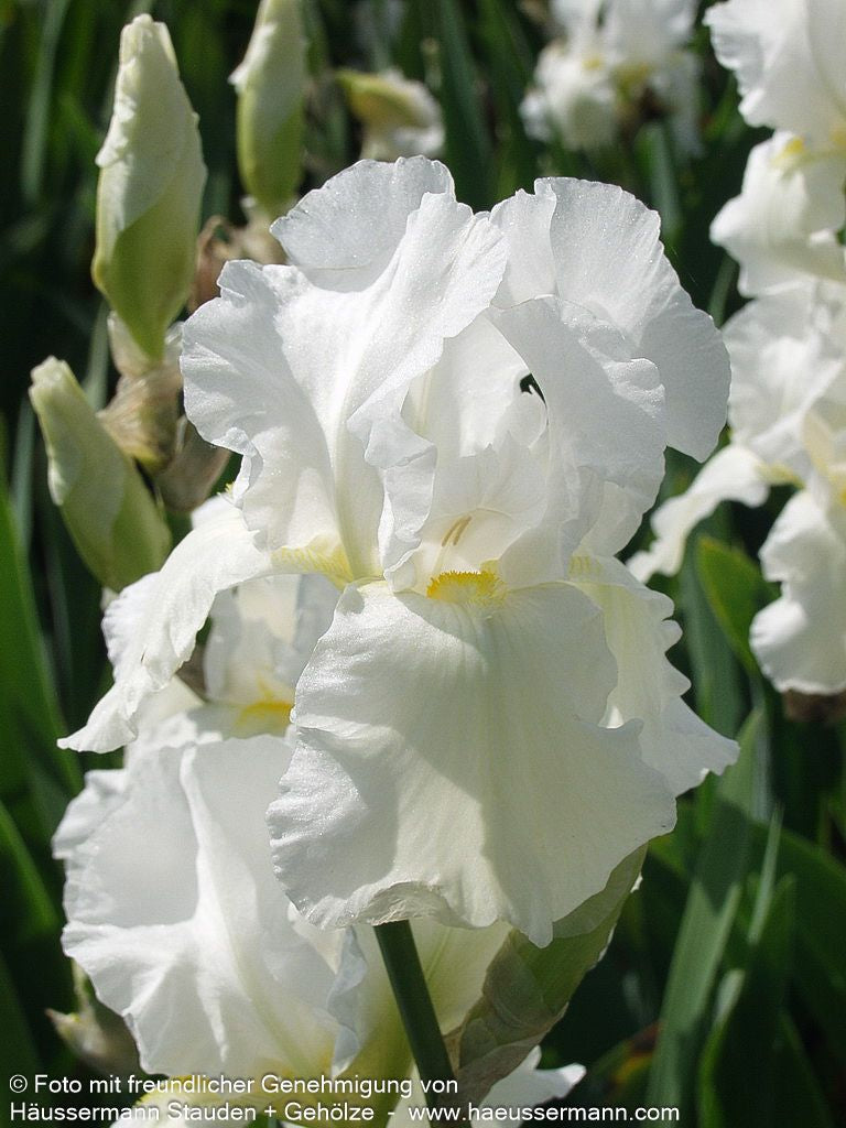 Hohe Bart-Schwertlilie 'Cliffs of Dover' (Iris x barb.-elat.)