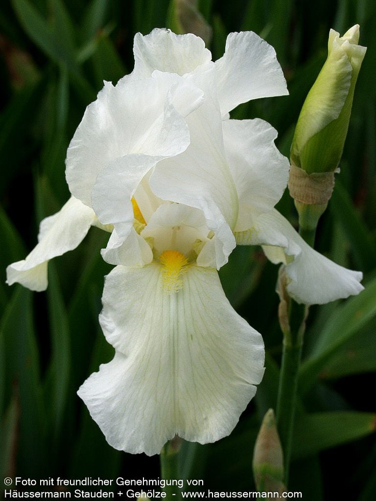 Hohe Bart-Schwertlilie 'Cliffs of Dover' (Iris x barb.-elat.)