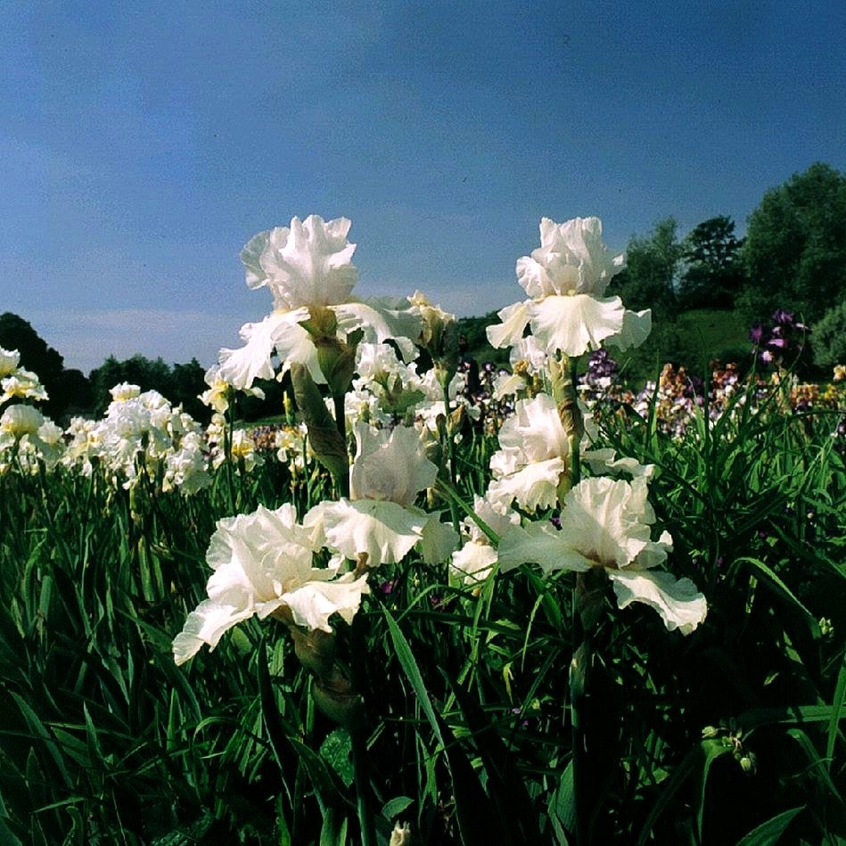 Hohe Bart-Schwertlilie 'Cup Race' (Iris x barb.-elat.)