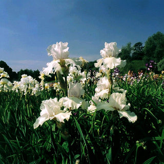 Hohe Bart-Schwertlilie 'Cup Race' (Iris x barb.-elat.)
