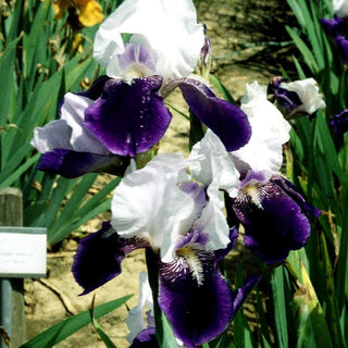 Hohe Bart-Schwertlilie 'Elizabeth Noble' (Iris x barb.-elat.)