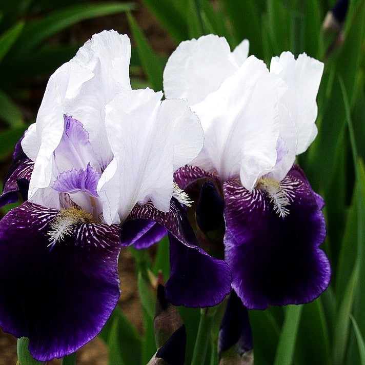 Hohe Bart-Schwertlilie 'Elizabeth Noble' (Iris x barb.-elat.)