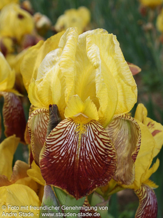 Hohe Bart-Schwertlilie 'Flammenschwert' (Iris x barb.-elat.)