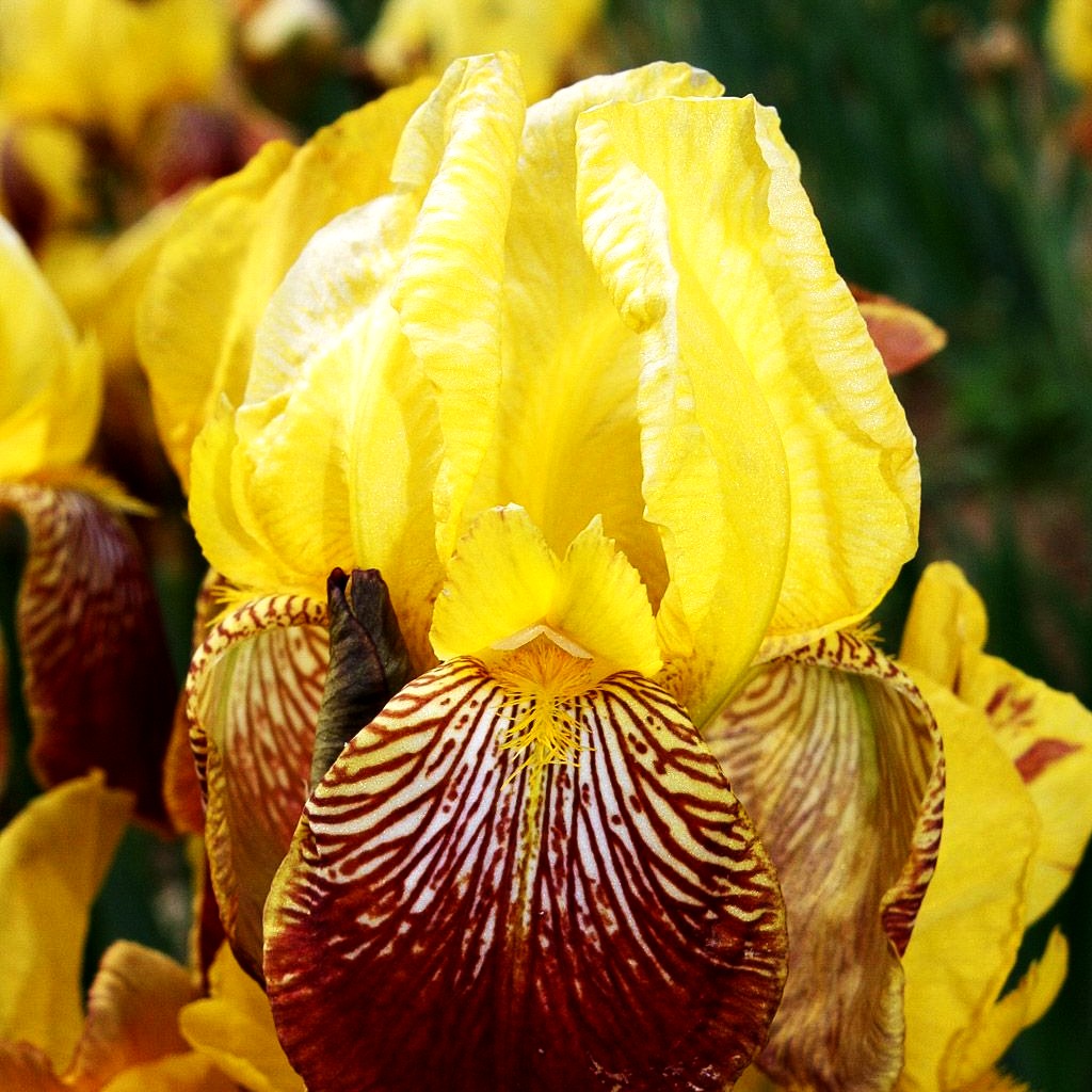 Hohe Bart-Schwertlilie 'Flammenschwert' (Iris x barb.-elat.)