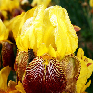 Hohe Bart-Schwertlilie 'Flammenschwert' (Iris x barb.-elat.)