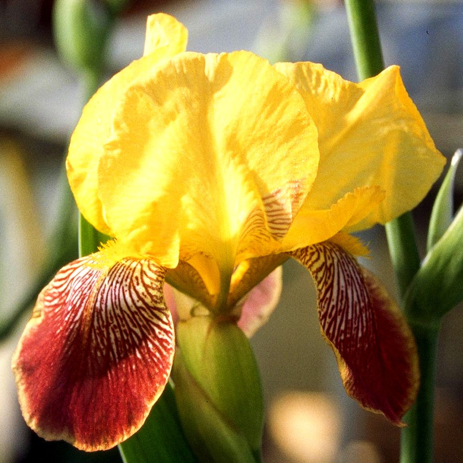 Hohe Bart-Schwertlilie 'Flammenschwert' (Iris x barb.-elat.)