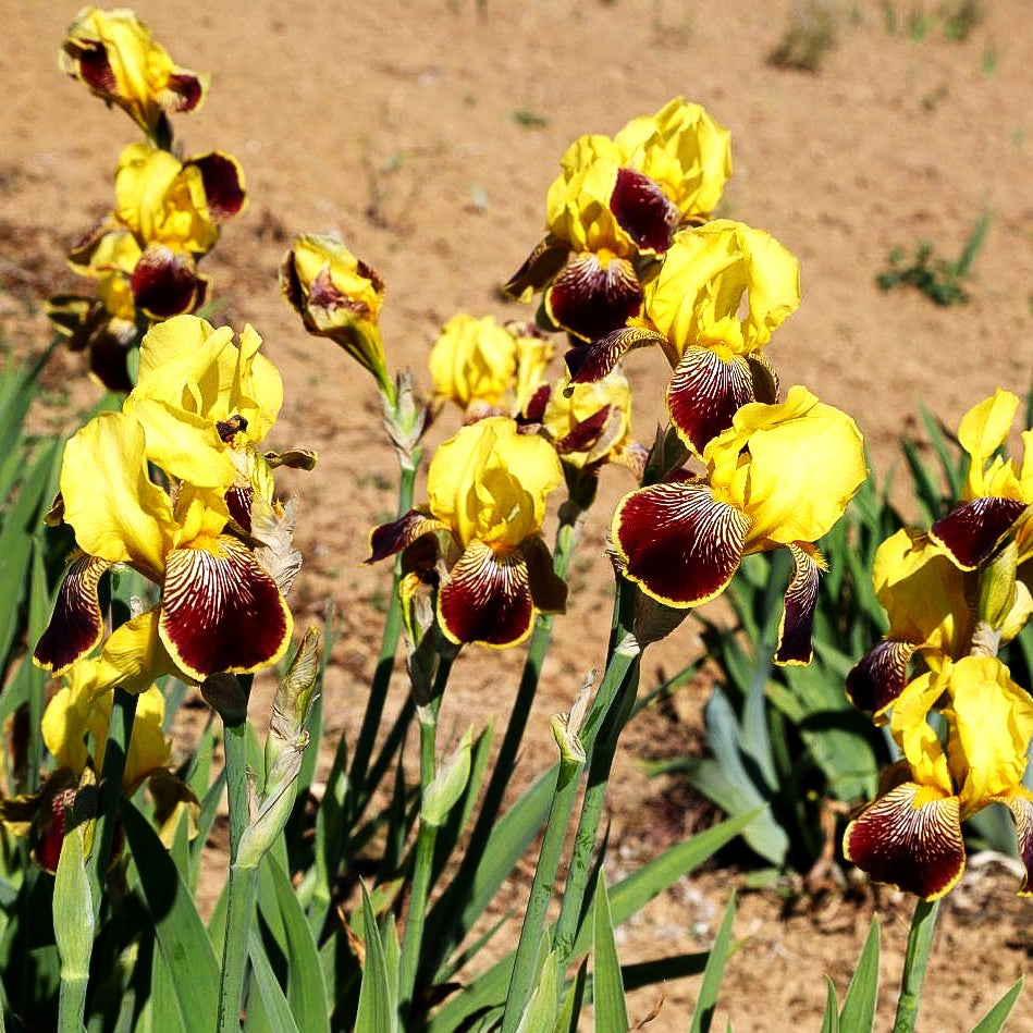 Hohe Bart-Schwertlilie 'Flammenschwert' (Iris x barb.-elat.)