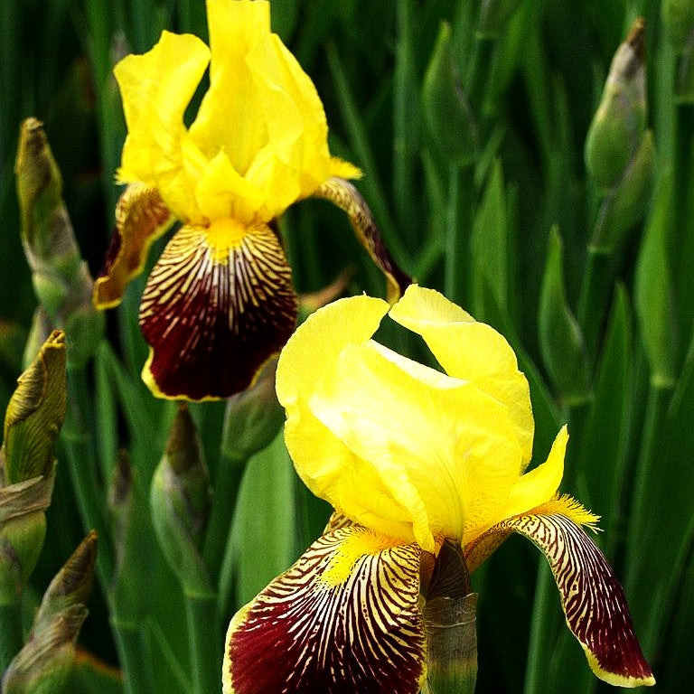 Hohe Bart-Schwertlilie 'Flammenschwert' (Iris x barb.-elat.)