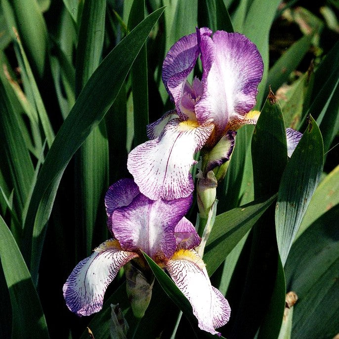 Hohe Bart-Schwertlilie 'Frühlingskleid' (Iris x barb.-elat.)