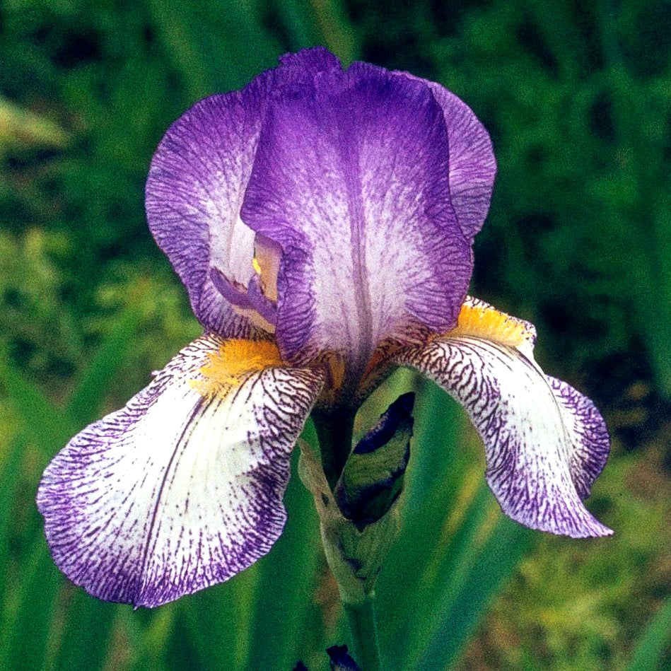 Hohe Bart-Schwertlilie 'Frühlingskleid' (Iris x barb.-elat.)