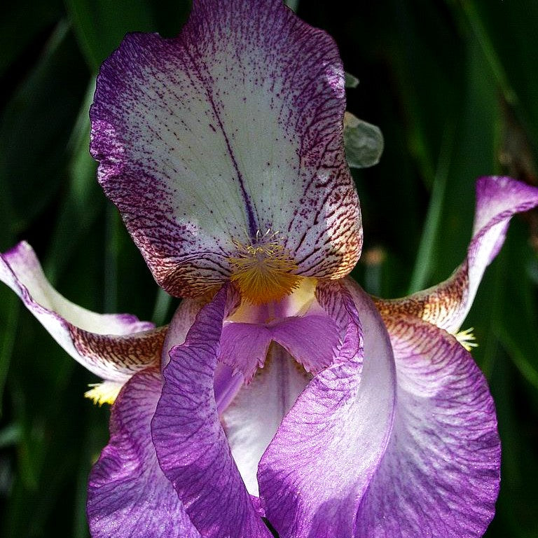 Hohe Bart-Schwertlilie 'Frühlingskleid' (Iris x barb.-elat.)