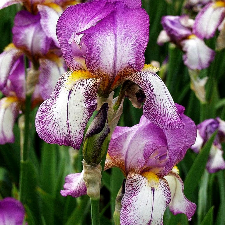 Hohe Bart-Schwertlilie 'Frühlingskleid' (Iris x barb.-elat.)