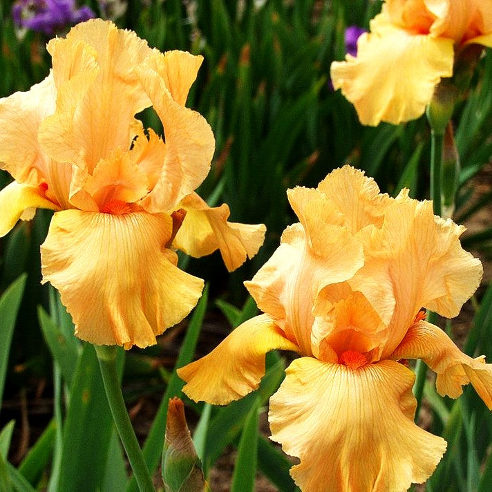 Hohe Bart-Schwertlilie 'Gala Gown' (Iris x barb.-elat.)