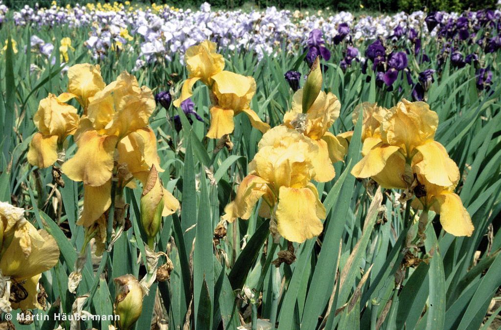 Hohe Bart-Schwertlilie 'Gingersnap' (Iris x barb.-elat.)