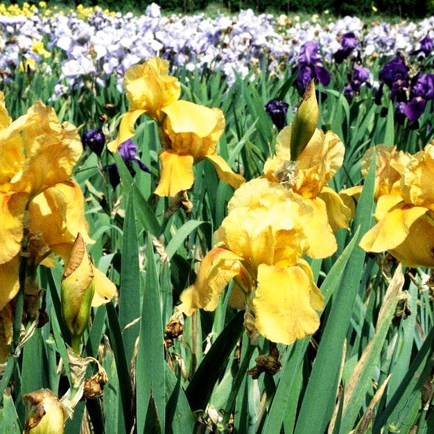 Hohe Bart-Schwertlilie 'Gingersnap' (Iris x barb.-elat.)