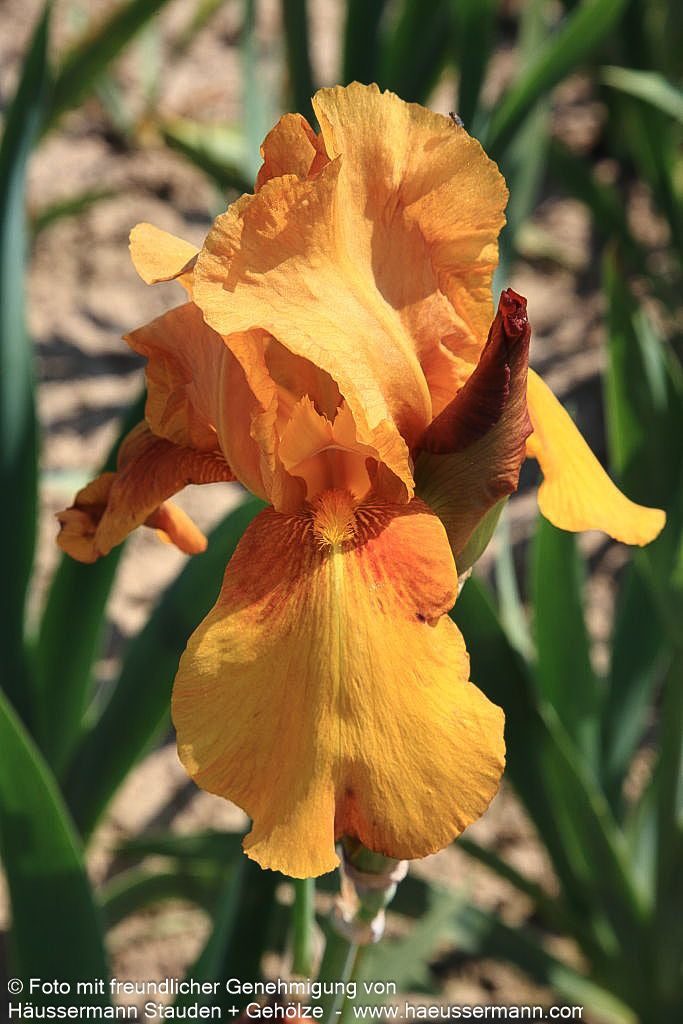 Hohe Bart-Schwertlilie 'Gingersnap' (Iris x barb.-elat.)