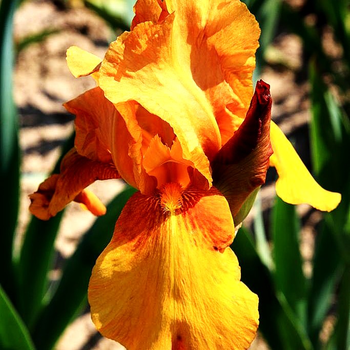Hohe Bart-Schwertlilie 'Gingersnap' (Iris x barb.-elat.)