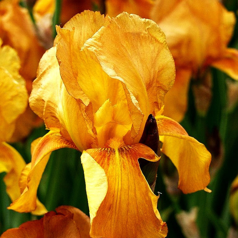 Hohe Bart-Schwertlilie 'Gingersnap' (Iris x barb.-elat.)