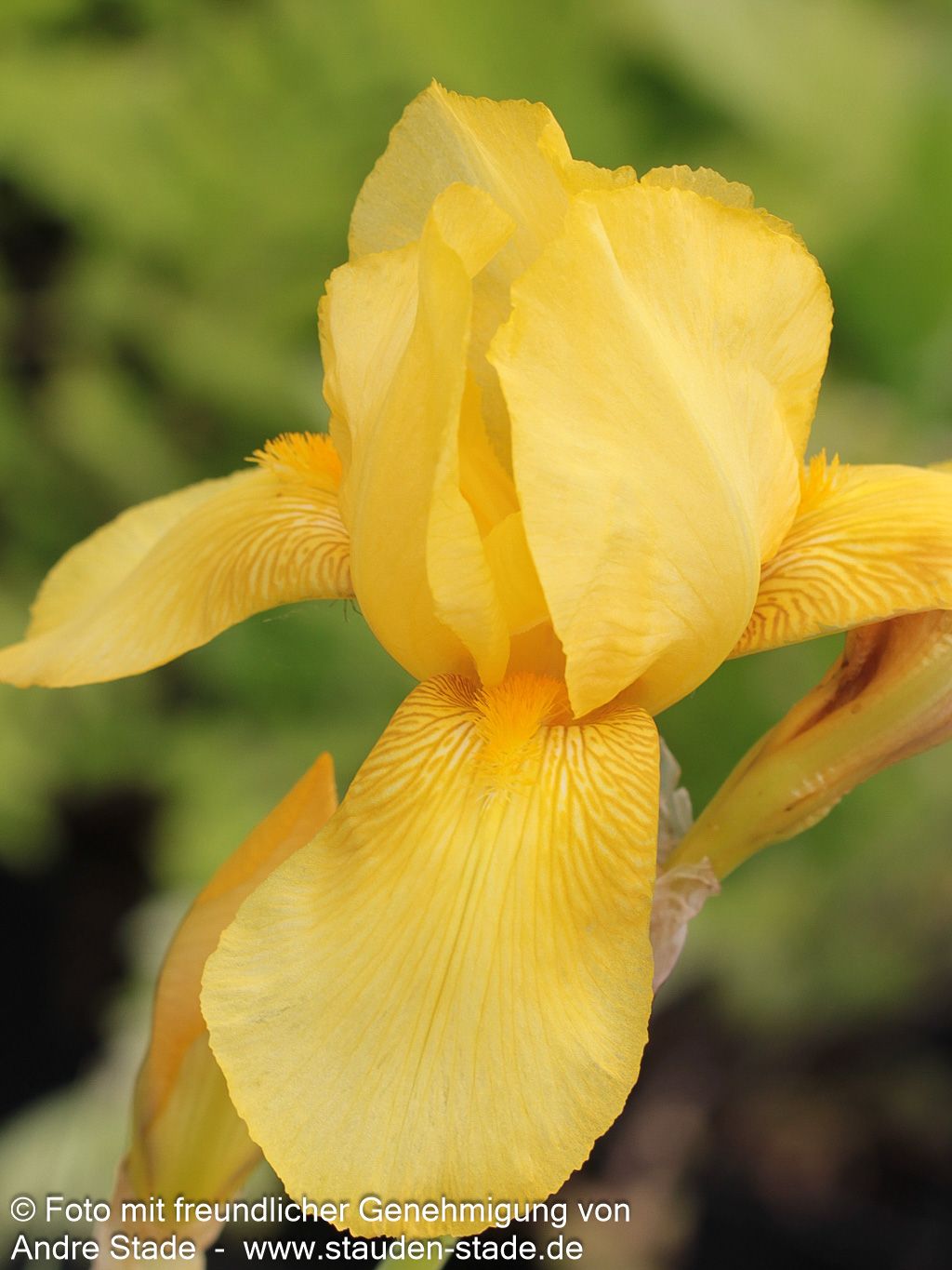 Hohe Bart-Schwertlilie 'Goldfackel' (Iris x barb.-elat.)