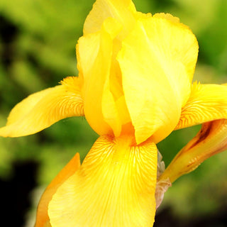 Hohe Bart-Schwertlilie 'Goldfackel' (Iris x barb.-elat.)