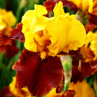 Hohe Bart-Schwertlilie 'Gypsy Caravan' (Iris x barb.-elat.)