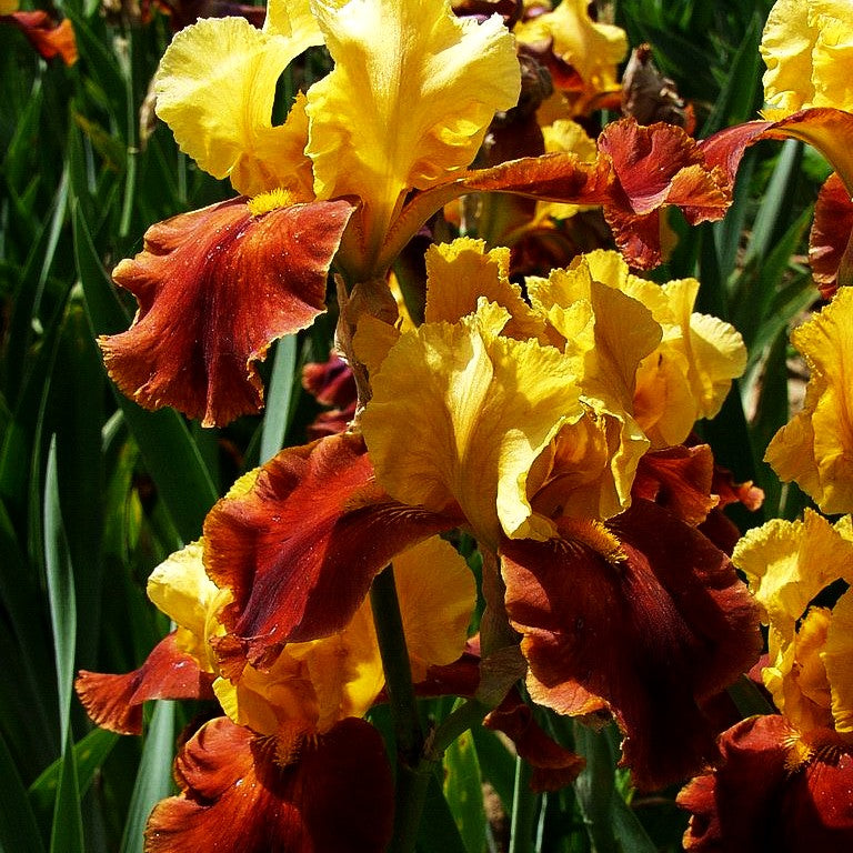 Hohe Bart-Schwertlilie 'Gypsy Caravan' (Iris x barb.-elat.)