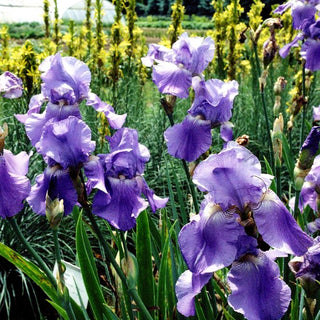 Hohe Bart-Schwertlilie 'Harbor Blue' (Iris x barb.-elat.)