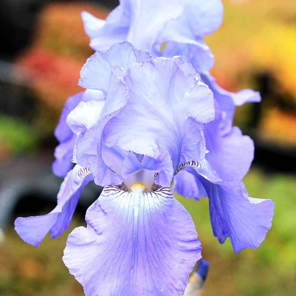 Hohe Bart-Schwertlilie 'Harbor Blue' (Iris x barb.-elat.)