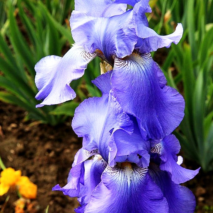 Hohe Bart-Schwertlilie 'Harbor Blue' (Iris x barb.-elat.)