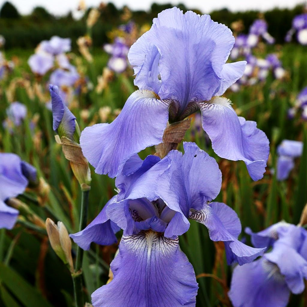 Hohe Bart-Schwertlilie 'Harbor Blue' (Iris x barb.-elat.)