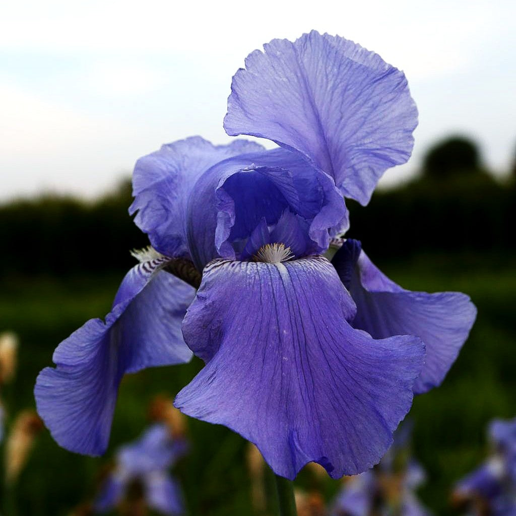 Hohe Bart-Schwertlilie 'Harbor Blue' (Iris x barb.-elat.)