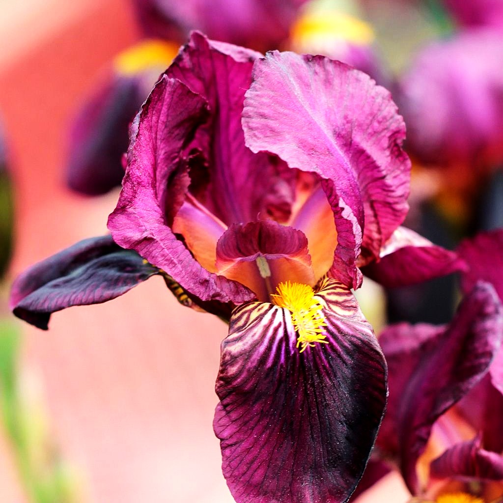 Hohe Bart-Schwertlilie 'Indian Hills' (Iris x barb.-elat.)