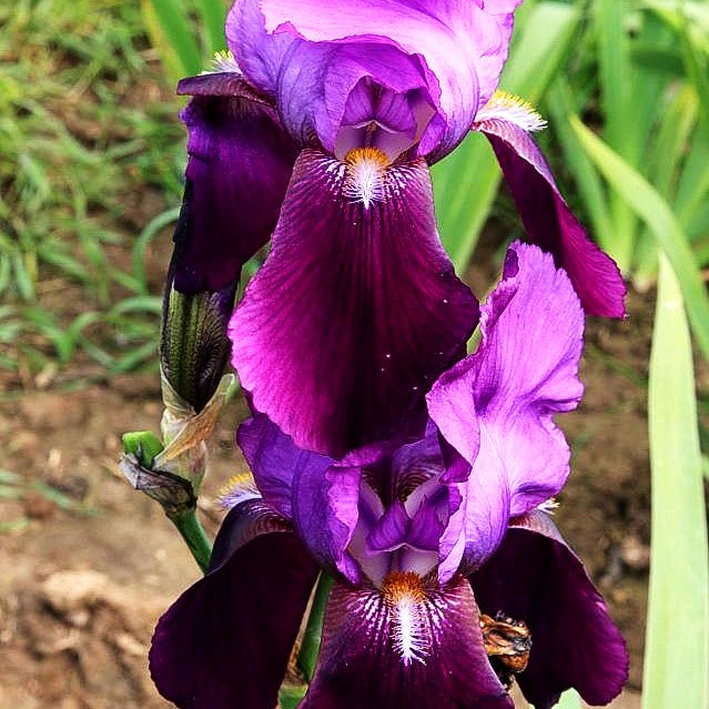 Hohe Bart-Schwertlilie 'Indian Hills' (Iris x barb.-elat.)