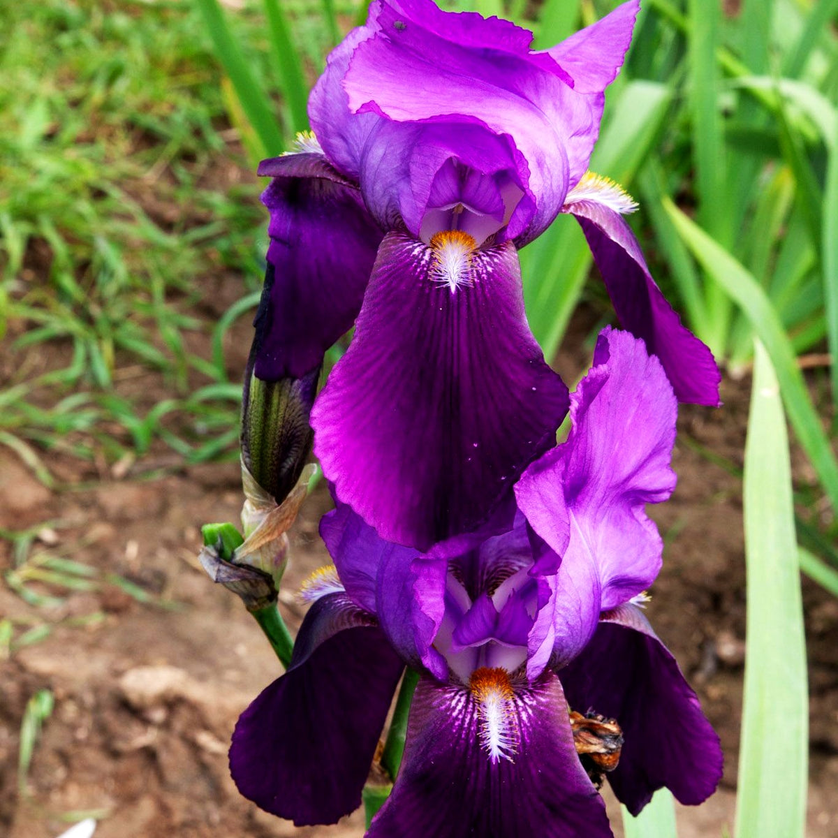 Hohe Bart-Schwertlilie 'Indian Hills' (Iris x barb.-elat.)