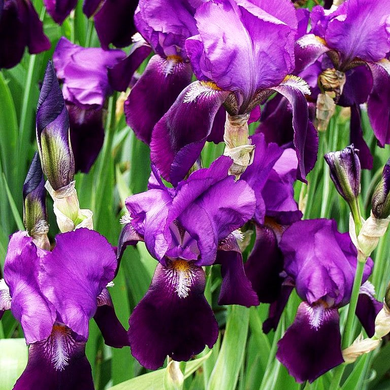 Hohe Bart-Schwertlilie 'Indian Hills' (Iris x barb.-elat.)