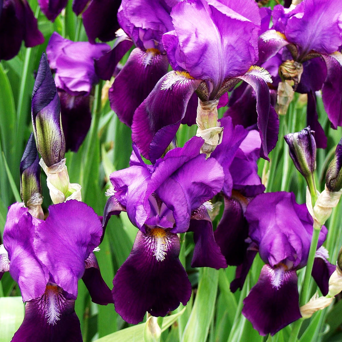 Hohe Bart-Schwertlilie 'Indian Hills' (Iris x barb.-elat.)
